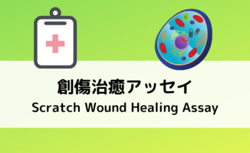 創傷治癒アッセイ(Scratch Wound Healing Assay