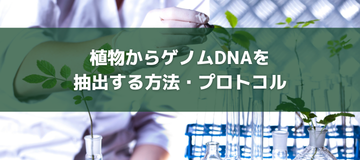 植物からゲノムdnaを抽出する方法 プロトコル Biotimes バイオタイムズ